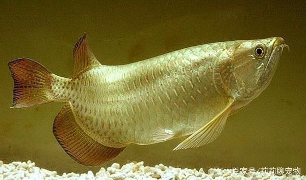 什么龍魚好看又漂亮又好養（好看又漂亮又好養的龍魚）