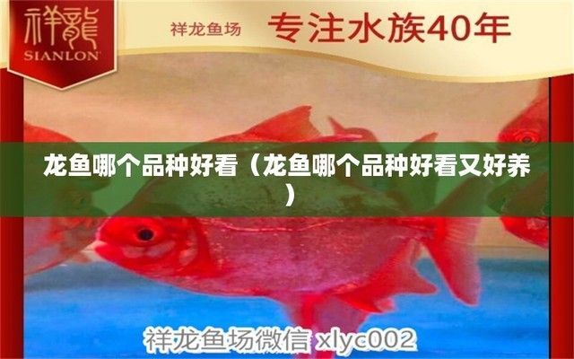 什么龍魚好看又漂亮又好養（好看又漂亮又好養的龍魚）