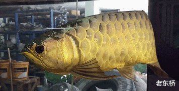 龍魚喂什么蝦仁最好養：飼養龍魚的注意事項