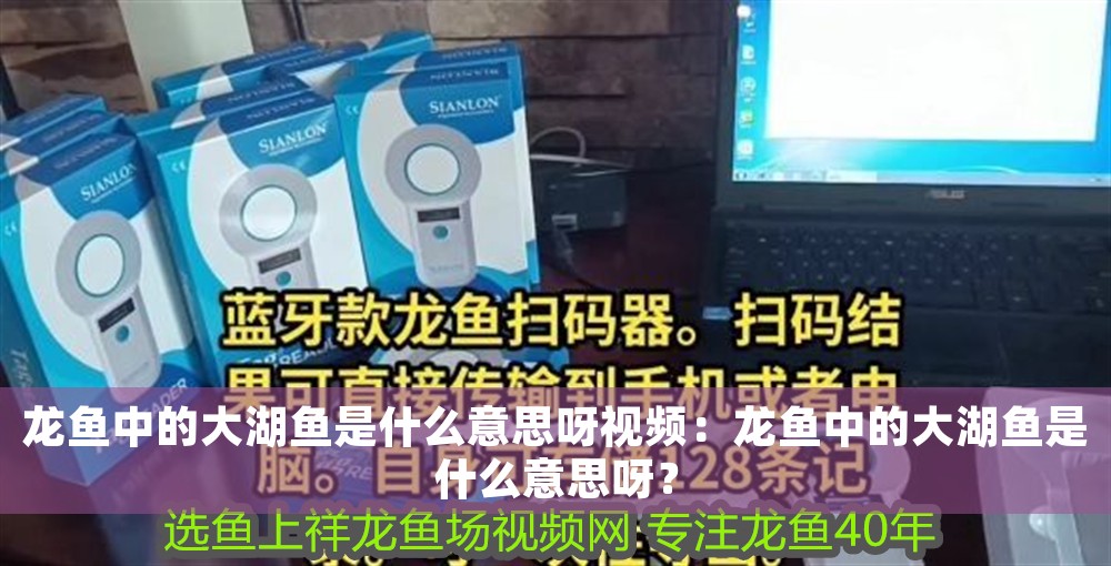 龍魚中的大湖魚是什么意思呀視頻：龍魚中的大湖魚是什么意思呀？