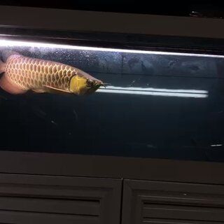 金龍魚怎么分真假（金龍魚防偽標志詳細解讀）