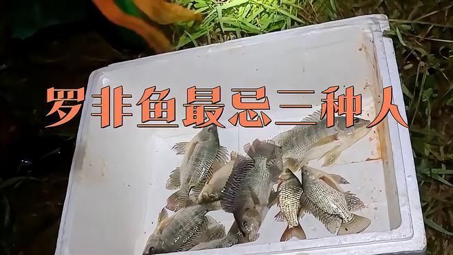 羅非魚為什么不建議吃