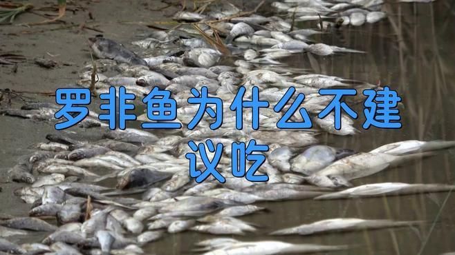 羅非魚為什么不建議吃