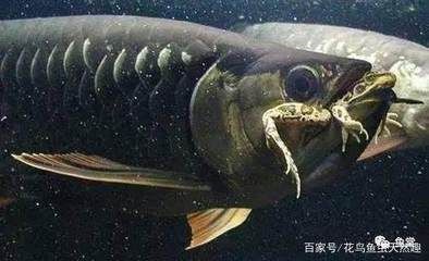 龍魚只咬碎：龍魚只咬碎食物怎么辦
