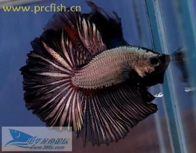 哪種龍魚便宜又好養：價格便宜又好養的龍魚品種