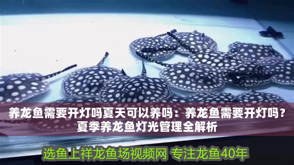 養龍魚需要開燈嗎夏天可以養嗎：養龍魚需要開燈嗎？夏季養龍魚燈光管理全解析