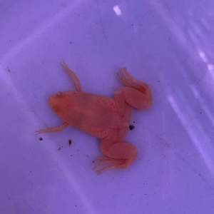 龍魚吃金蟾蛙：龍魚吃金蟾蛙的現象