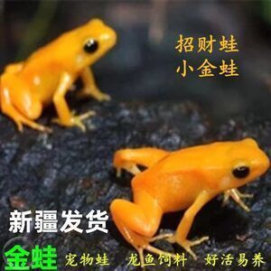 龍魚吃金蟾蛙：龍魚吃金蟾蛙的現象