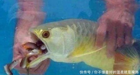 金龍魚嘴巴不停微張什么原因：金龍魚嘴巴不停微張可能有多種原因