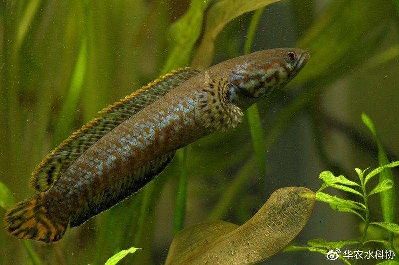 雷龍魚屬于什么科