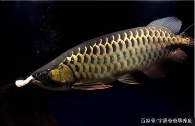 金龍魚多少錢一只一條（金龍魚市場價格波動原因）