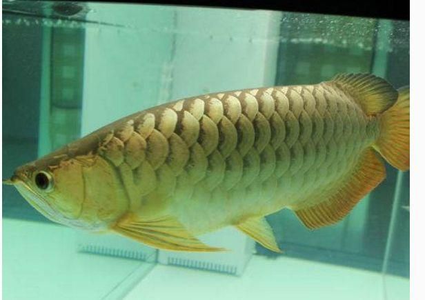 龍魚(yú)趴缸能喂食嗎，龍魚(yú)趴缸不吃食怎么辦