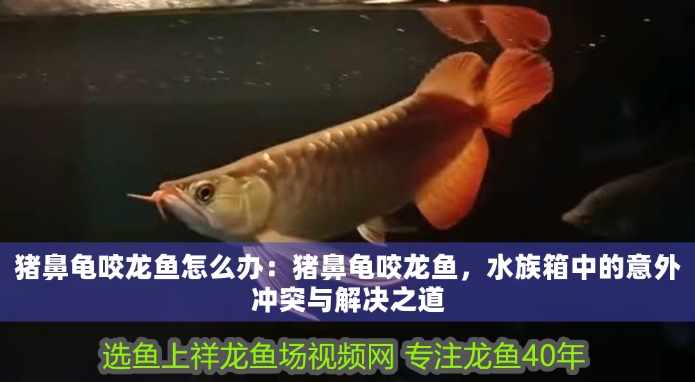 豬鼻龜咬龍魚怎么辦：豬鼻龜咬龍魚，水族箱中的意外沖突與解決之道