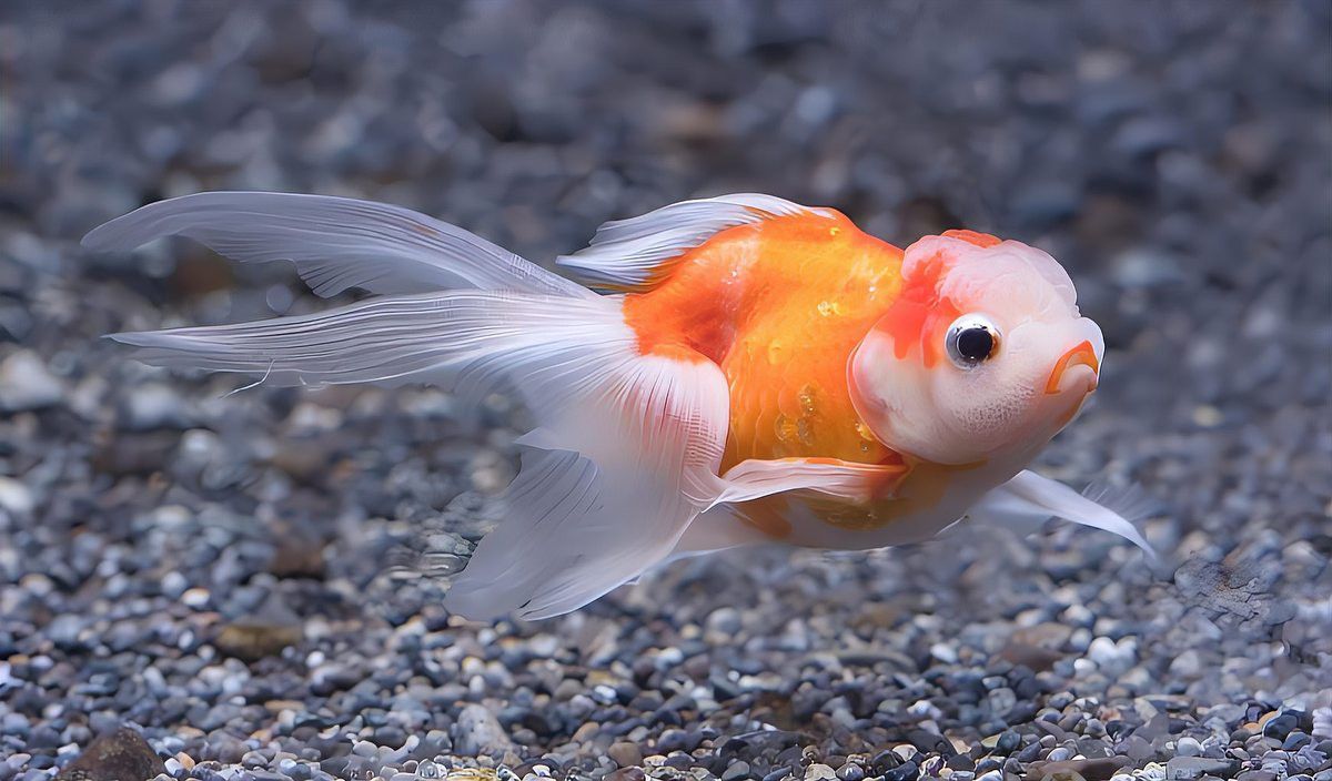 金龍魚苗一個月能長多大啊視頻