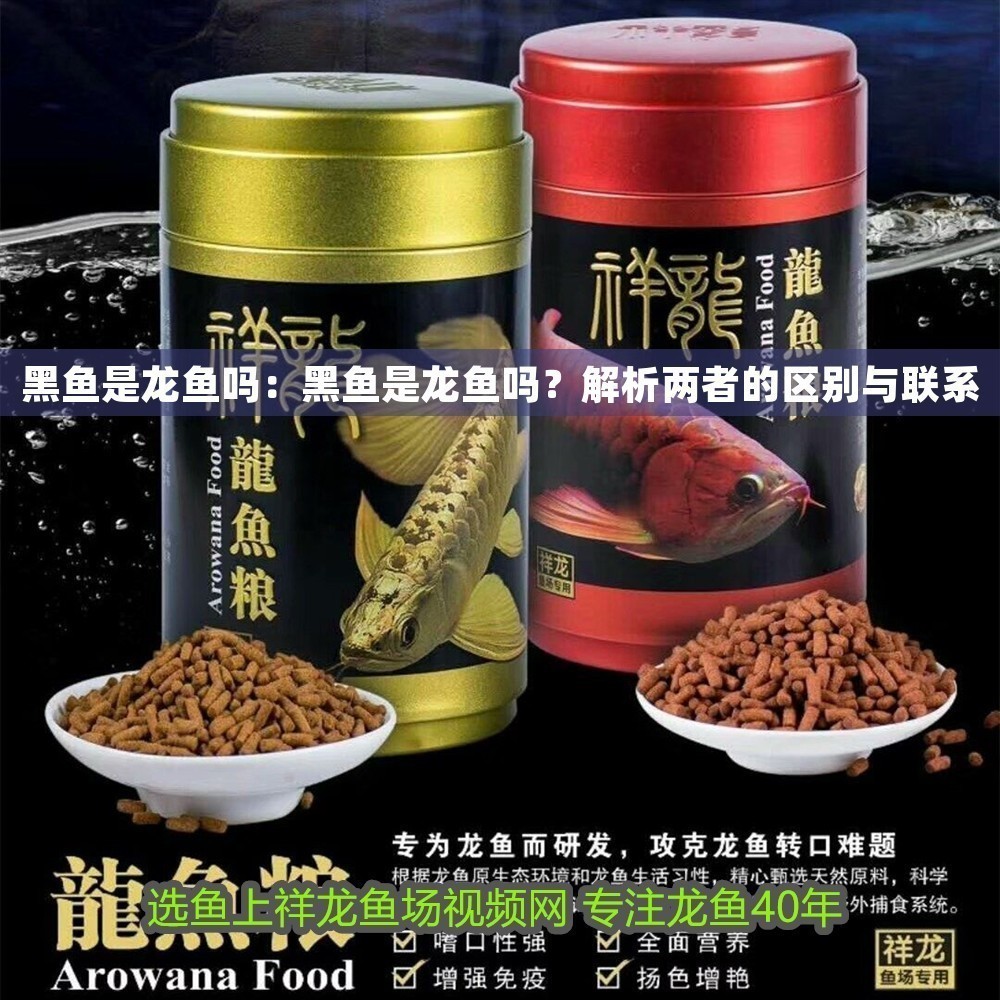 黑魚(yú)是龍魚(yú)嗎：黑魚(yú)是龍魚(yú)嗎？解析兩者的區(qū)別與聯(lián)系