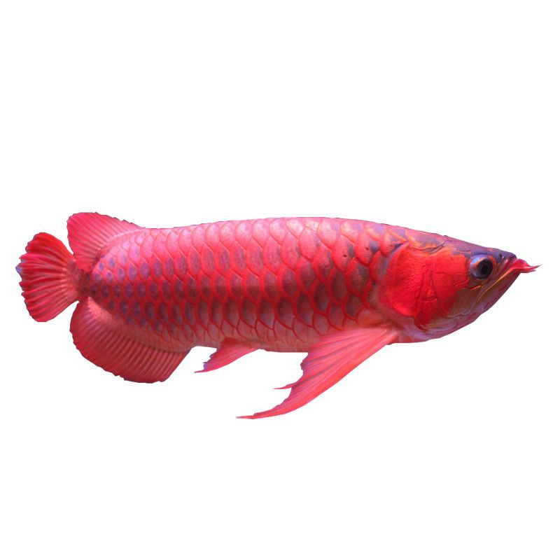 紅金龍魚寓意什么：紅金龍魚寓意什么，