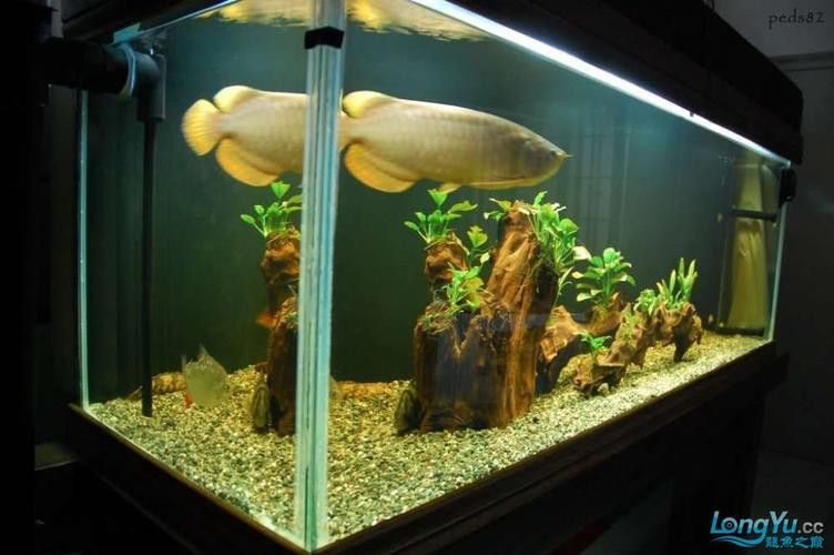 適合養(yǎng)龍魚的魚缸圖片