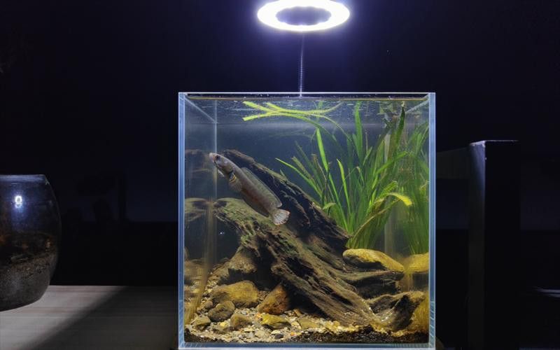 適合養龍魚的魚缸圖片