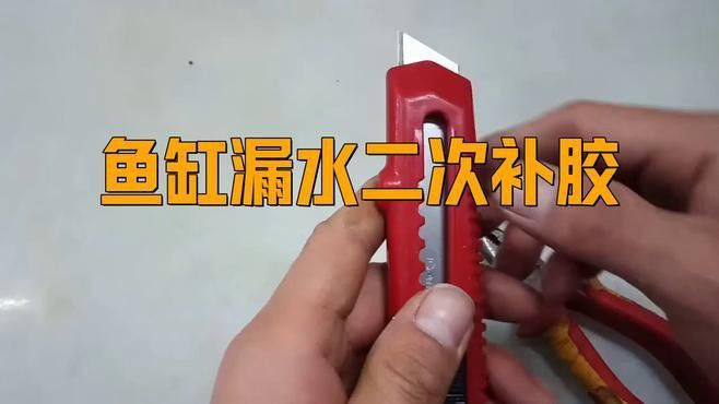 適合養龍魚的魚缸圖片