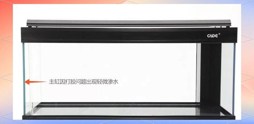 適合養龍魚的魚缸圖片
