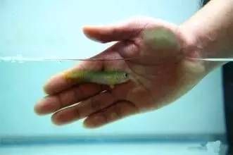 龍魚卵怎么受精：關于龍魚卵受精的詳細介紹