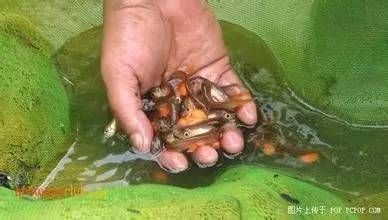 龍魚卵怎么受精：關于龍魚卵受精的詳細介紹