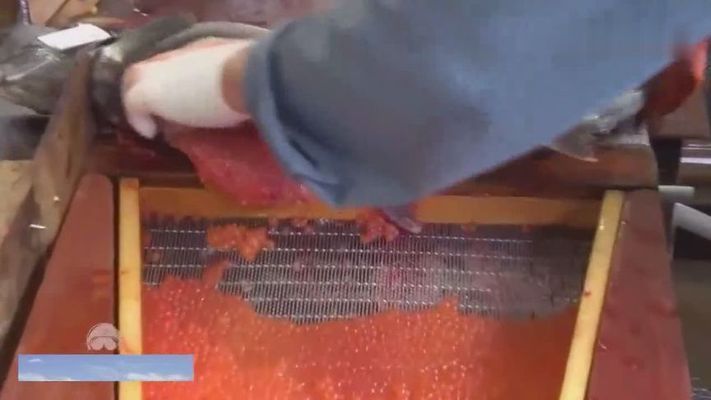 龍魚卵怎么受精：關于龍魚卵受精的詳細介紹