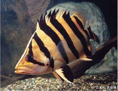 龍魚(yú)反復(fù)蒙眼原因分析：龍魚(yú)反復(fù)蒙眼怎么辦