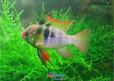 鳳凰魚繁殖技術要點，鳳凰魚繁殖環境的最佳配置