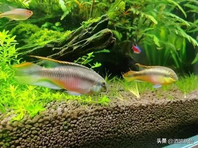 鳳凰魚繁殖技術要點，鳳凰魚繁殖環境的最佳配置