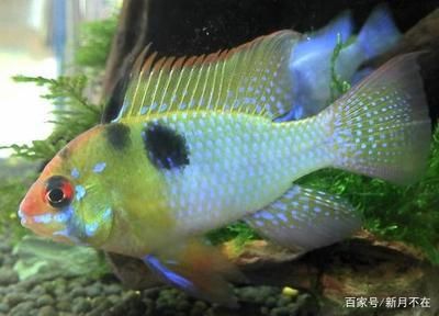 鳳凰魚繁殖技術要點，鳳凰魚繁殖環境的最佳配置