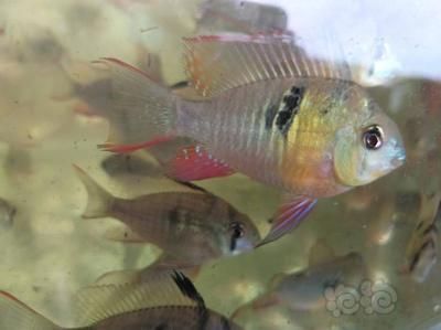 鳳凰魚繁殖技術要點，鳳凰魚繁殖環境的最佳配置