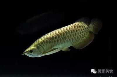 金龍魚(yú)頂級(jí)多少錢(qián)：金龍魚(yú)的價(jià)格因品種和品種而異，頂級(jí)品種價(jià)格較高
