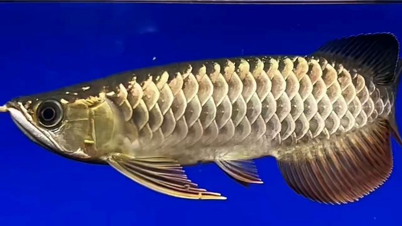 給我一張24K金頭金龍魚的正面照片