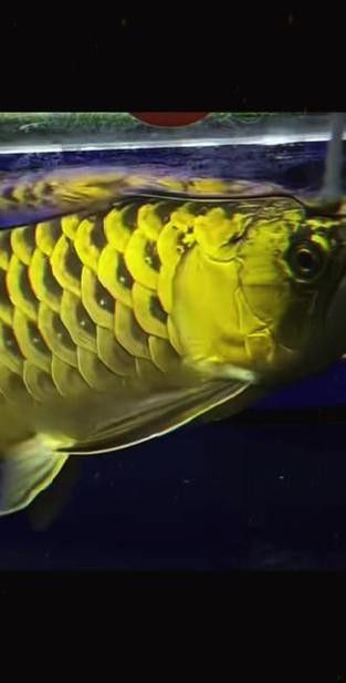 給我一張24K金頭金龍魚的正面照片
