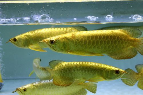 給我一張24K金頭金龍魚的正面照片