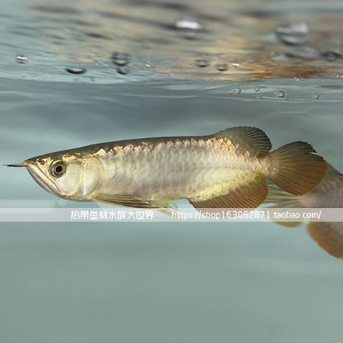 給我一張24K金頭金龍魚的正面照片
