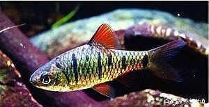龍魚內寄治療期間需要停食嗎？