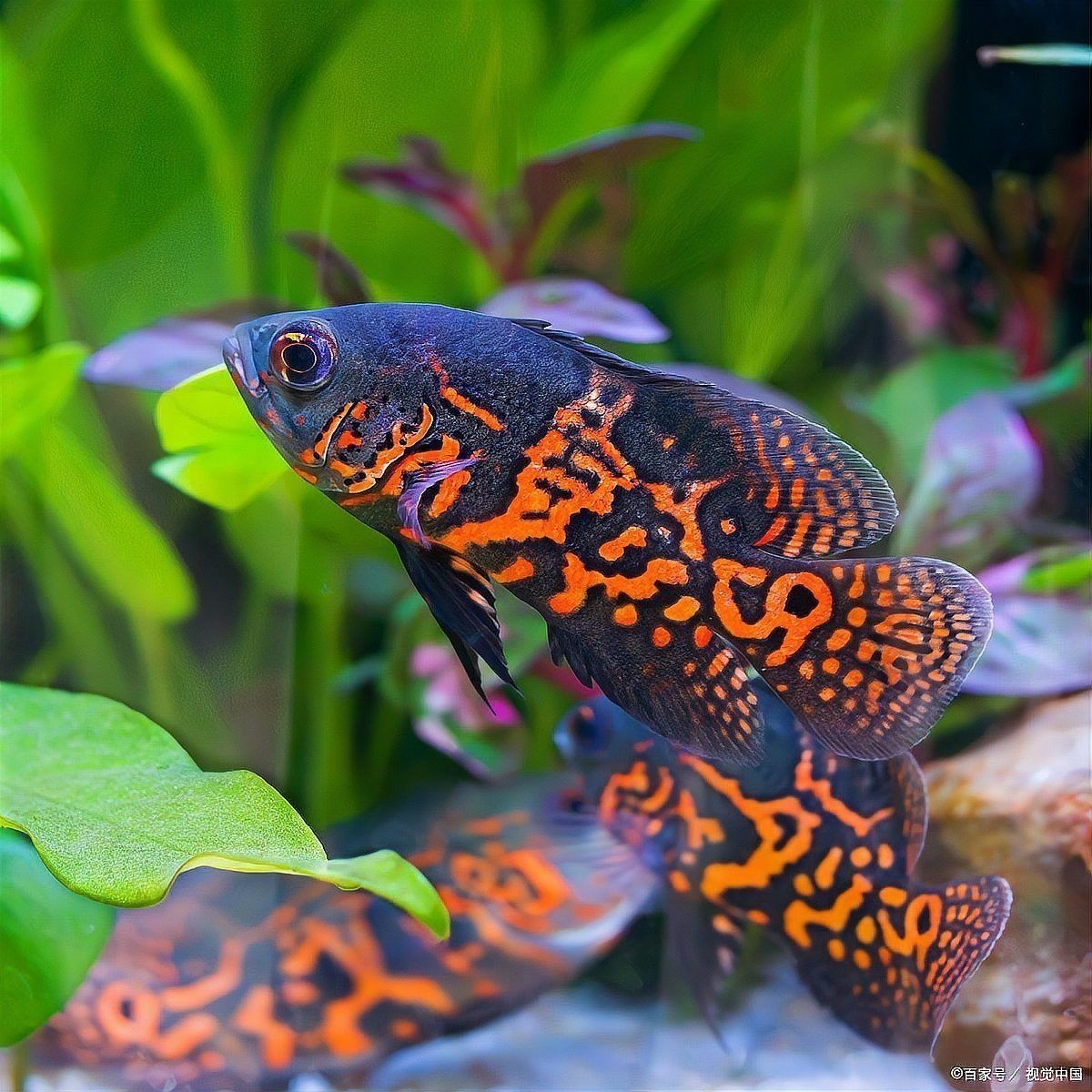 如何預防曼龍魚疾病？