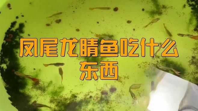 龍晴魚的食物有哪些？
