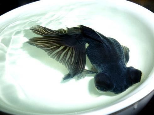 龍晴魚的食物有哪些？