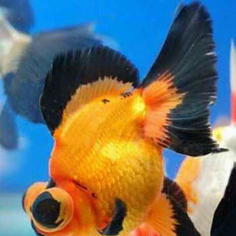 龍晴魚的食物有哪些？