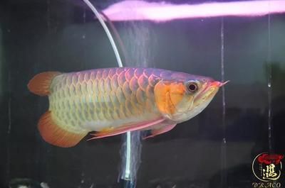 養龍魚不困水可以嗎