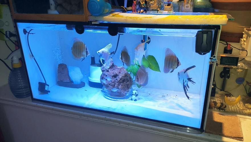 珠海龍魚觀賞魚龍魚世家水族館口碑好