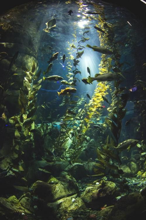 珠海龍魚觀賞魚龍魚世家水族館口碑好
