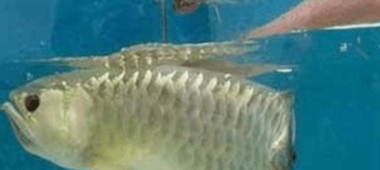 龍魚嘴巴老是一張一合怎么回事啊（龍魚嘴巴老是一張一合怎么回事）