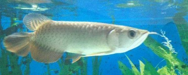 龍魚嘴巴老是一張一合怎么回事啊（龍魚嘴巴老是一張一合怎么回事）