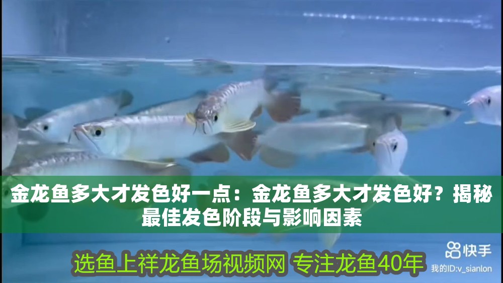 金龍魚(yú)多大才發(fā)色好一點(diǎn)：金龍魚(yú)多大才發(fā)色好？揭秘最佳發(fā)色階段與影響因素