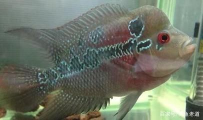 金龍魚(yú)多大才發(fā)色好一點(diǎn)：金龍魚(yú)多大才發(fā)色好？揭秘最佳發(fā)色階段與影響因素
