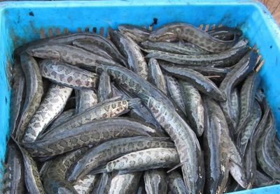 廣州百藝城祥龍魚場e205檔口在幾樓：廣州百藝城祥龍魚場e205檔口